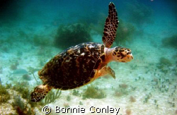 I was fortunate to see several turtles on my trip to the ... by Bonnie Conley 